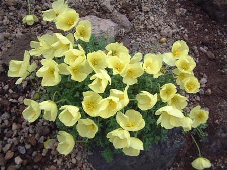 植物有哪些保护自己生存的绝招,植物遇到危险如何防御