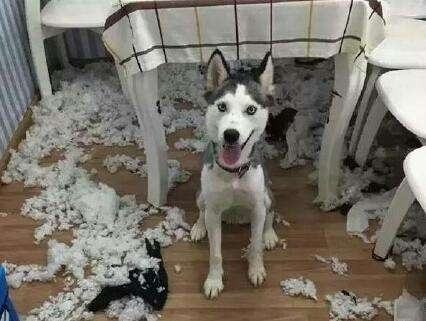 狗界的拆家神器哈士奇,拆家大队哈士奇全集