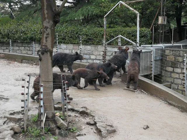 在上海迪士尼怎么玩比较快呢,在上海迪士尼玩一整天