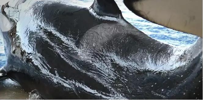 海洋馆的海洋动物表演,小孩子看的海洋动物视频