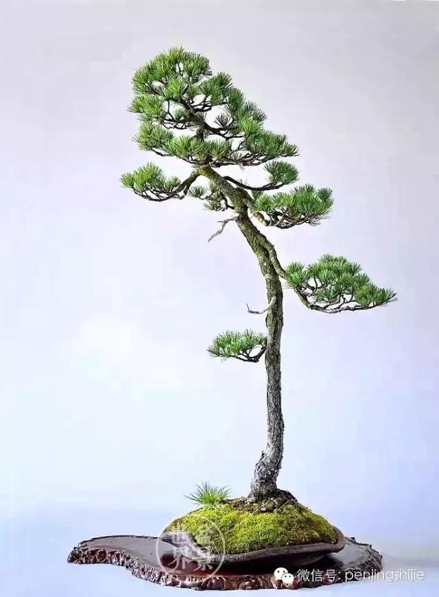 松树盆景经典大片,大斜杆式盆景得金奖作品松树