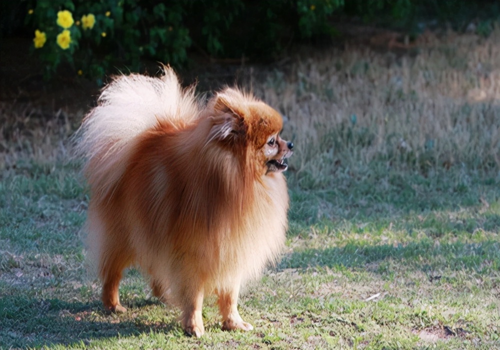 狗狗吃了蒜头炒的食物尿血怎么办,狗狗尿血的鉴别诊断