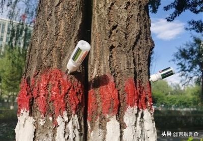 杨树飞絮过敏怎么治,杨柳飞絮过敏怎么防治