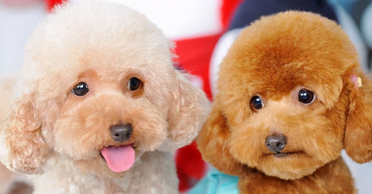 泰迪犬忌讳食物,养泰迪7大禁忌劝你别犯