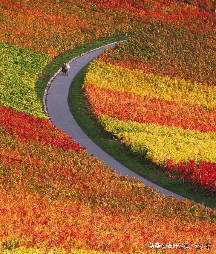 踏春寻美景,踏春赏花梯田漫步