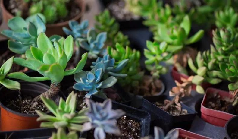 多肉老桩干货集锦，压轴的全是逆天极品!