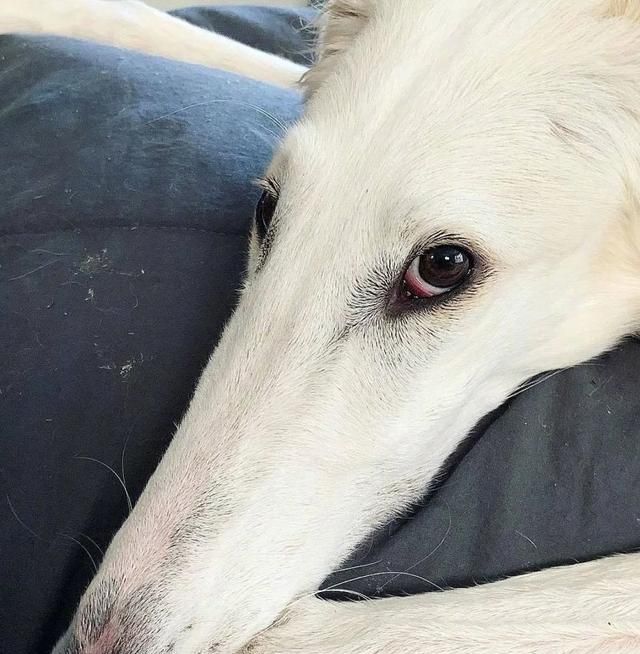 短腿柯基跟长腿柯基,鼻子很高的柯基