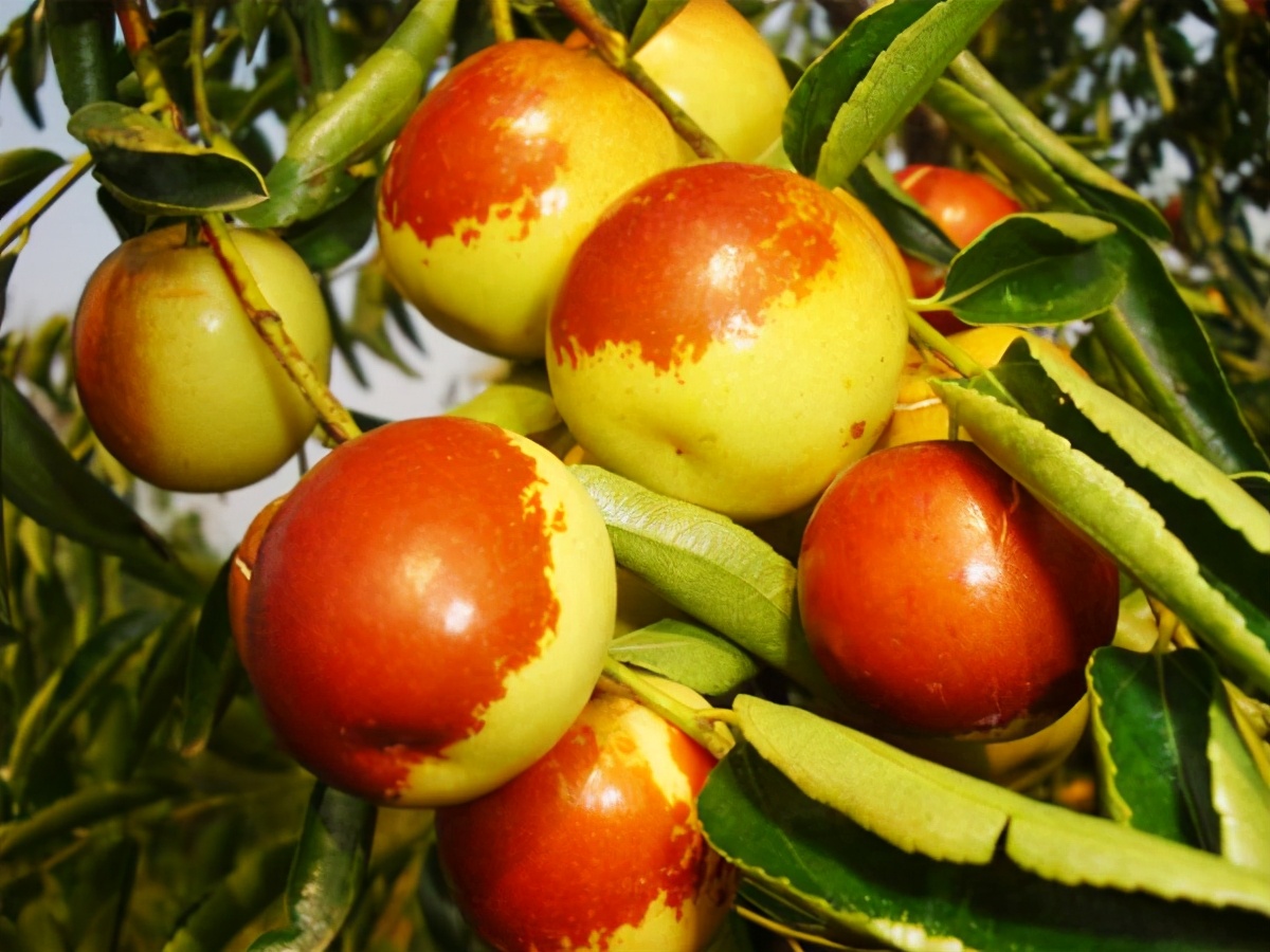 白露节气最佳水果,白露过后应季水果