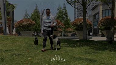 豆柴犬幼犬直播,豆柴是一只非常可爱的小狗