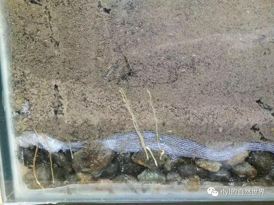 黄缘龟多大可以进环境造景,黄缘龟造景用陶粒还是火山石