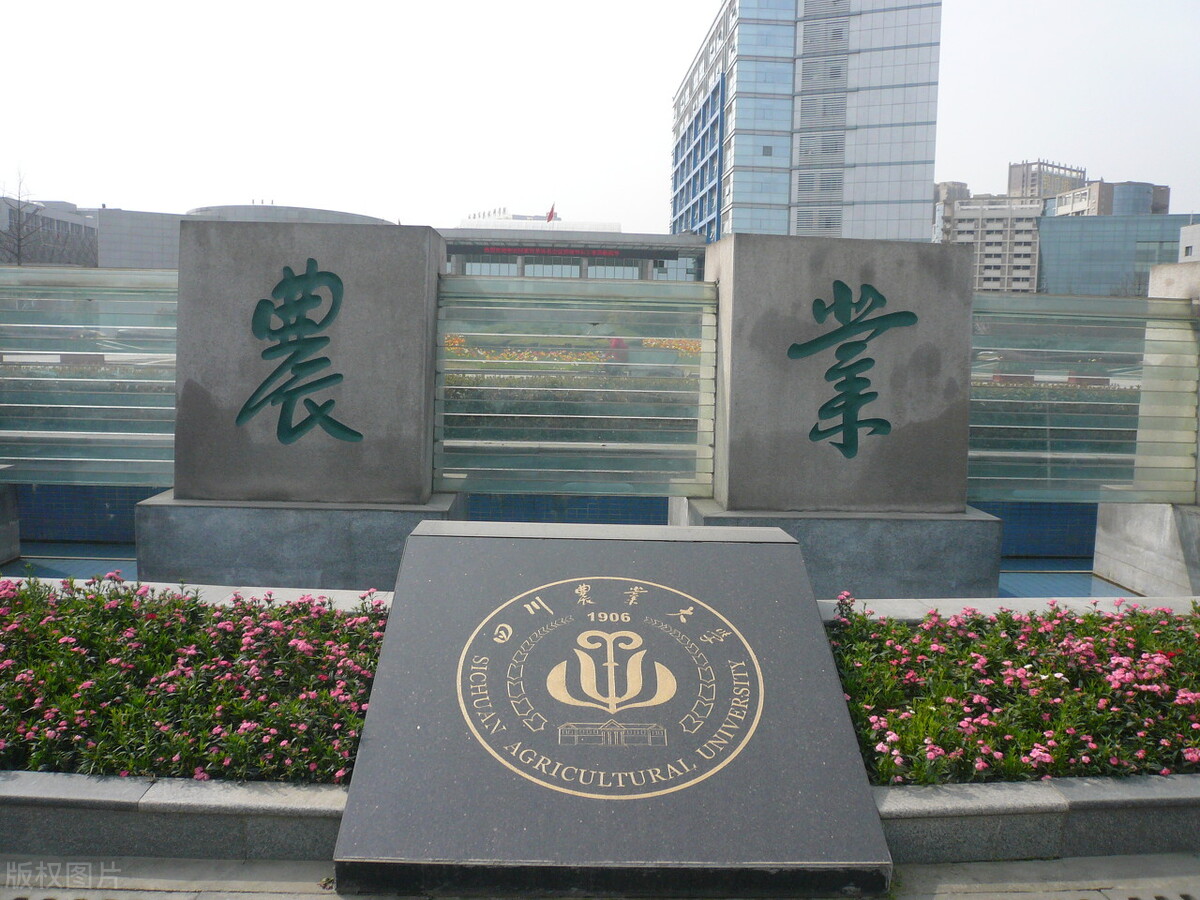 四川大学排名成渝,成渝五大高校