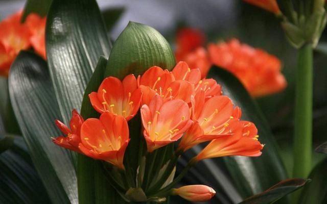 君子兰开花如何授粉结种子,君子兰开花如何人工授粉