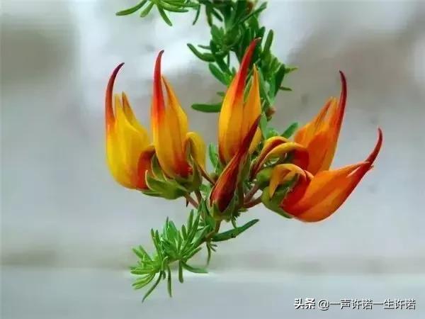 从未见到的怪花,从没见过的奇花