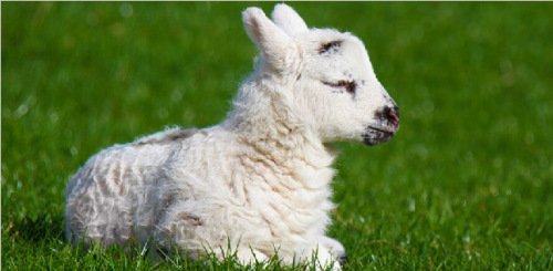 羔羊反刍时嘴角有白沫,羔羊口吐白沫怎么治疗