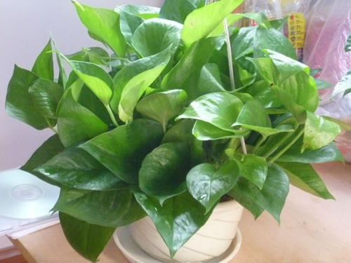 家里养绿萝小技巧,盆栽绿萝怎么长成树