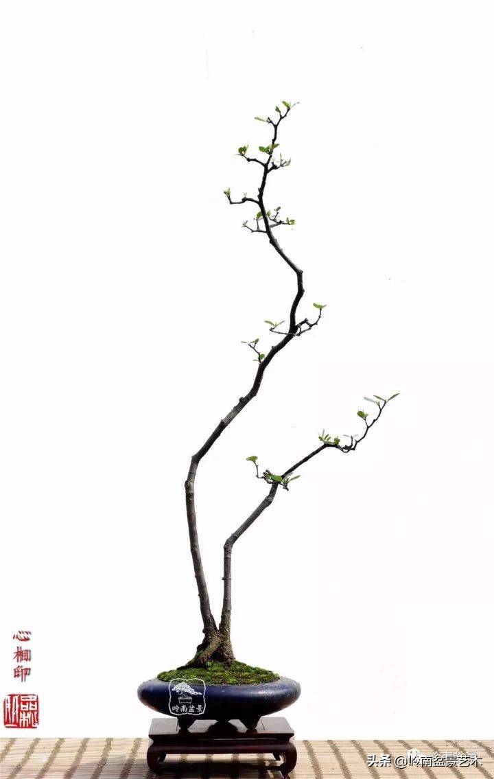 双干树,双干型果树