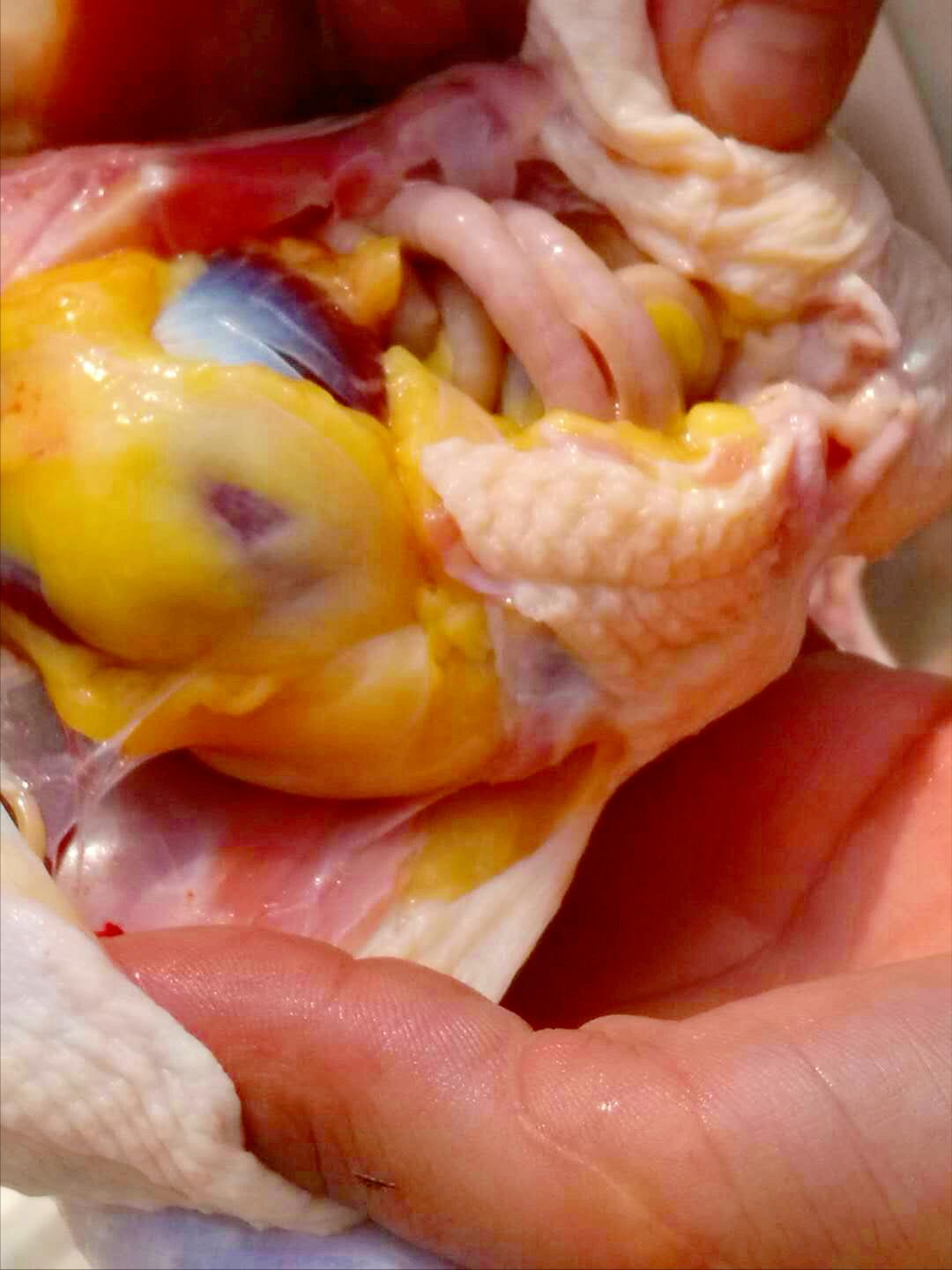 母鸡杀后肚子里的黄油很多,买了一只母鸡肚子里有一颗鸡蛋