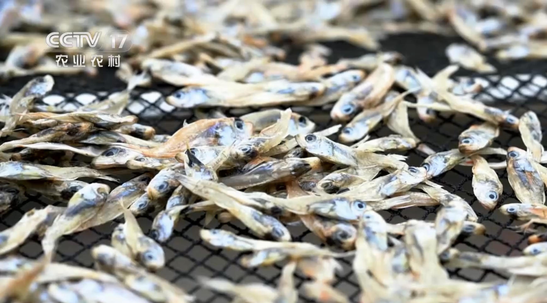 高中毕业的海南小伙，放弃60万年薪，回乡卖鱼干，年赚500万