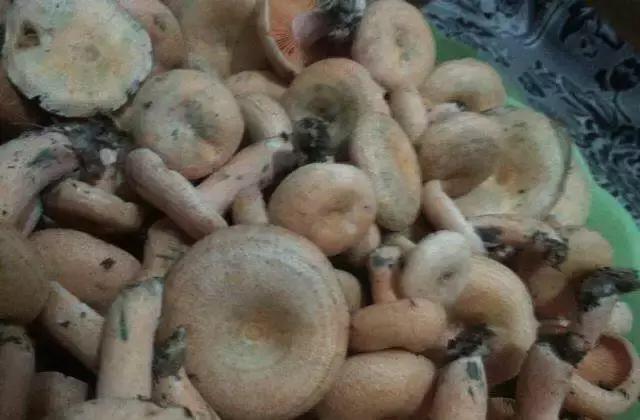 重上匡山拾枞树菇香噗噗大别山珍宝