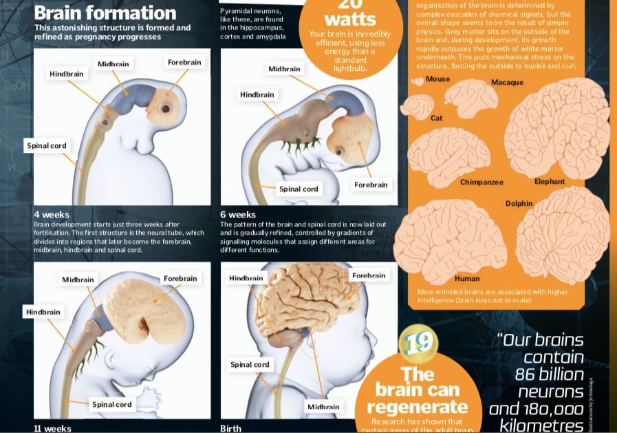 人类最致命的天敌,人类自相残杀的基因
