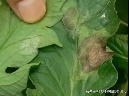 天气转凉，番茄晚疫病来势凶，经典防治方案提炼，总有一个中
