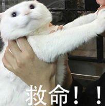 wildfieldhealth测评,wildfieldhealth怎么样