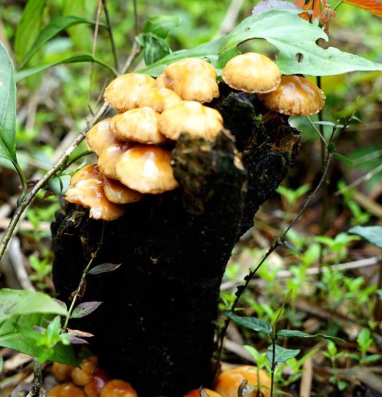 养在深闺人未识,桂林华南之巅猫儿山