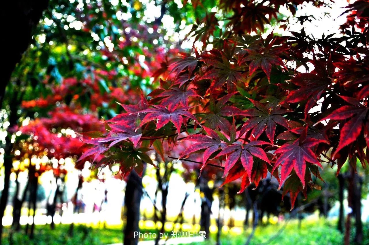 郑州漂亮的秋色风景,郑州的这些湖畔藏着最美的秋色