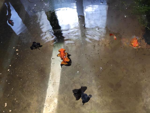 观赏鱼掉鳞是什么原因,观赏鱼因为寄生虫死了还能救活吗