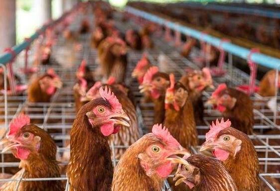 为什么冬天养鸡容易生病,养鸡的时候鸡生病了怎么办