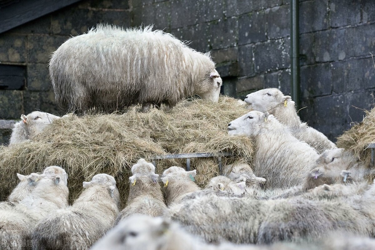 养牛的技术及饲料配比,养牛技术及羊的养殖方法