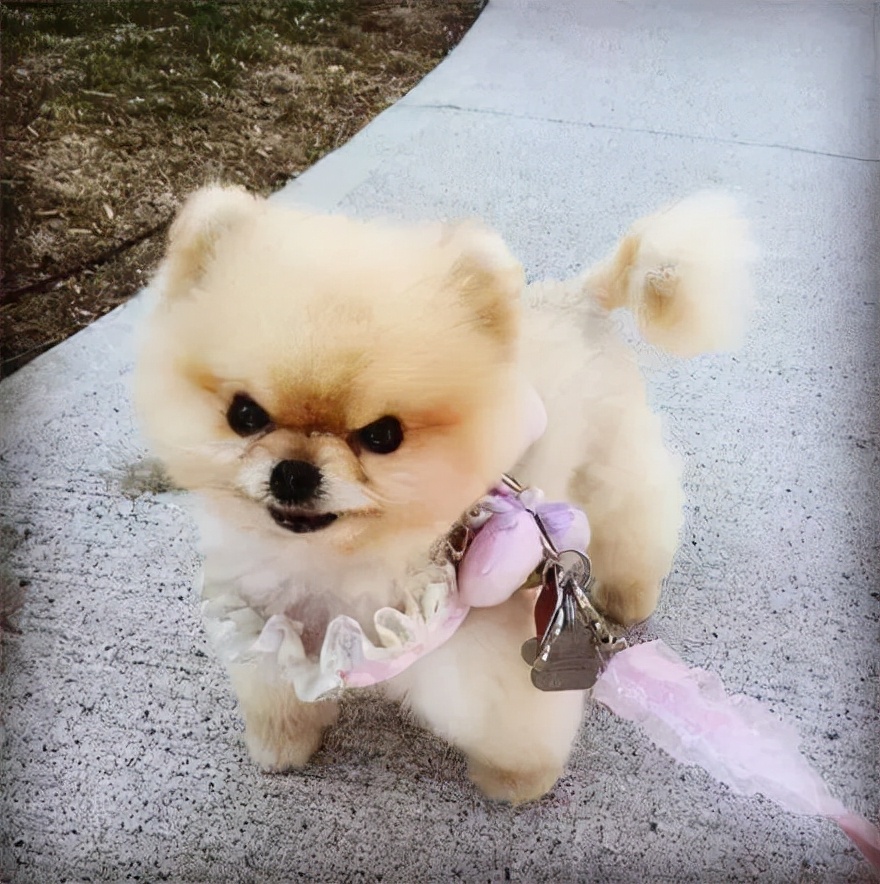 博美犬为什么不建议养公犬,博美犬的5大缺点看完你还想养吗