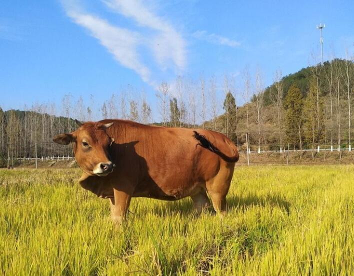 黄牛喂养配方,断奶小黄牛饲喂方法