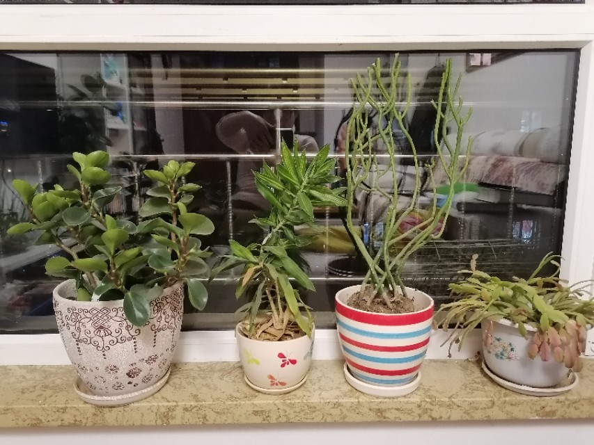 懒人养花小妙招盆栽,懒人养花直播