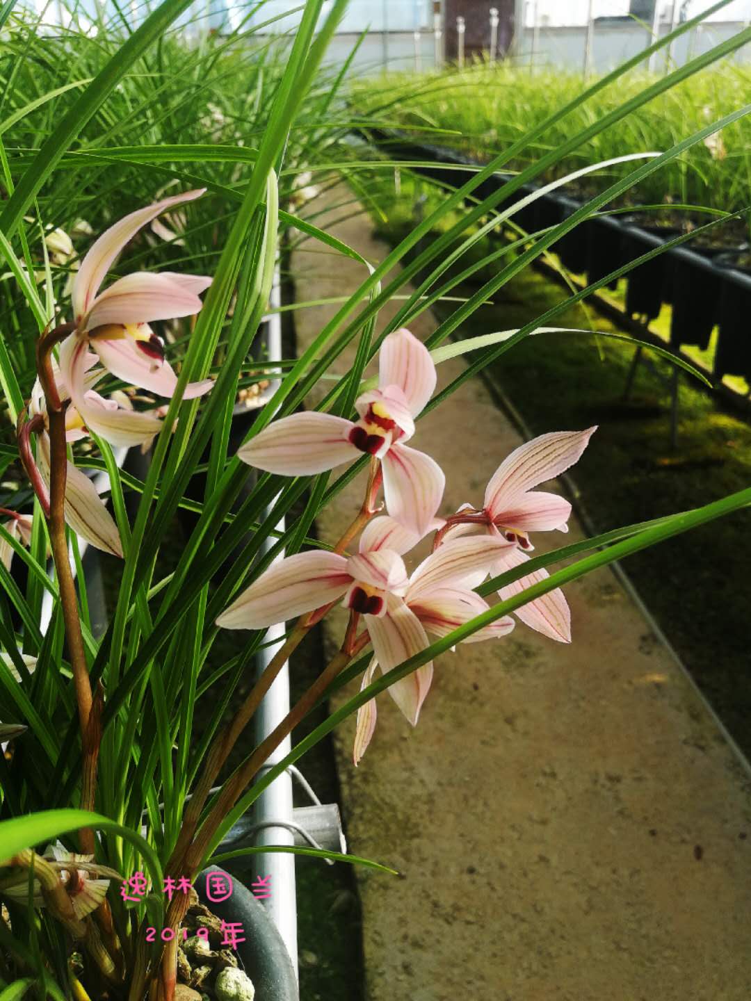 2023莲瓣兰心心相印什么价格,2020年莲瓣兰心心相印价格