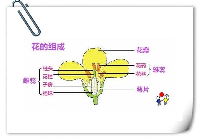 四年级下册生命生态与安全知识点,科学四年级1到2单元的知识点