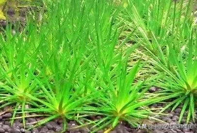 地里的野菜不认识拍照片怎么查,农田常见100种杂草图谱名称及作用