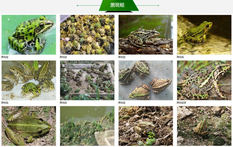 黑斑青蛙养殖技术视频教程,青蛙黑斑蛙高密度养殖技术培训