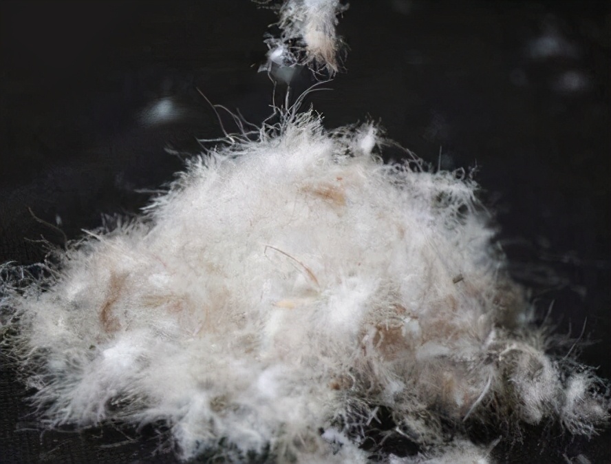 羽绒怎么处理无异味,羽绒相关问题