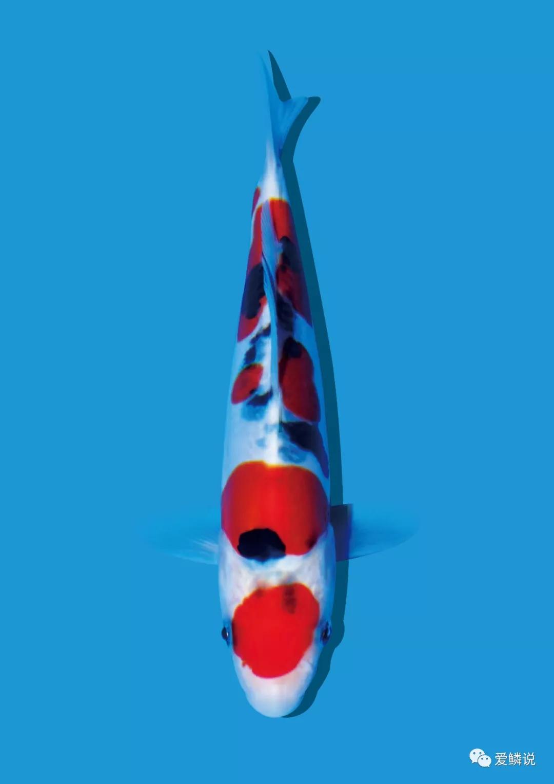 自来水池养锦鲤鱼的正确方法,锦鲤池可以直接加自来水吗