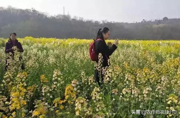 谁说农业不赚钱？！一亩收益60万，试过这3个新玩法的菜农赚嗨了