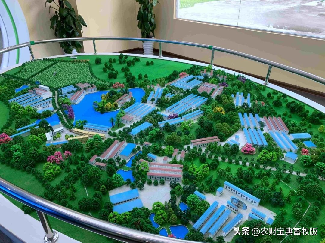 高端绿壳营养蛋,绿壳乌鸡蛋什么样