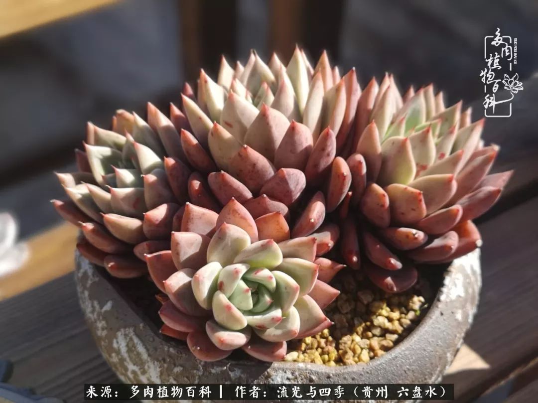 养多肉这几点新手必要知道,在养多肉的路上越走越远