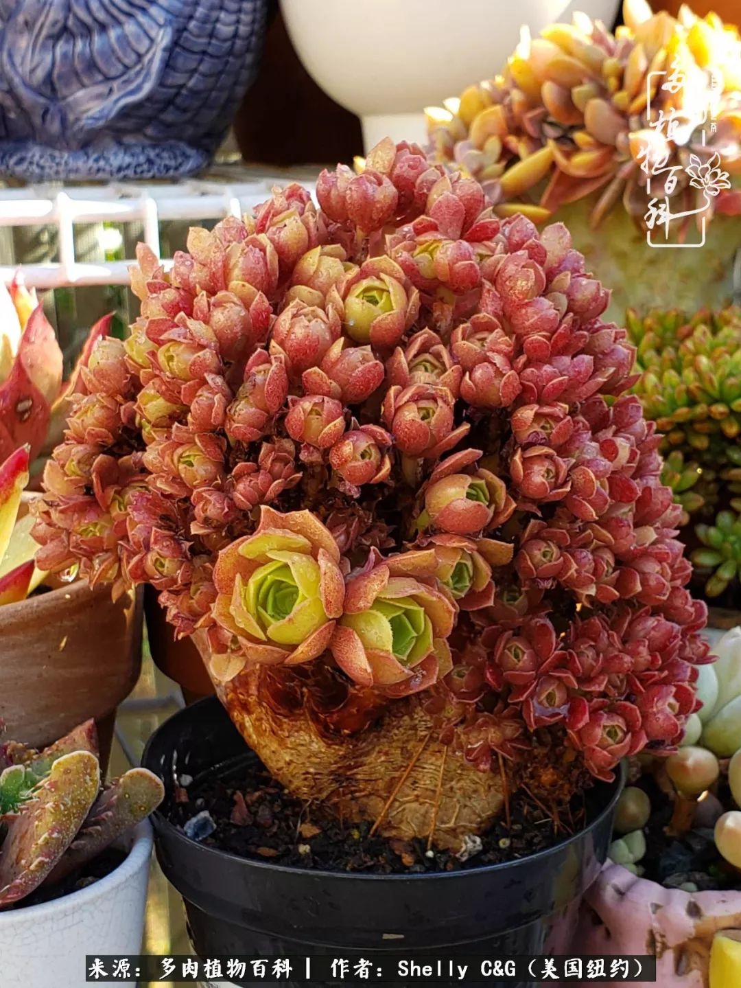 美国纽约有多少华裔人,美国纽约有多少个华人