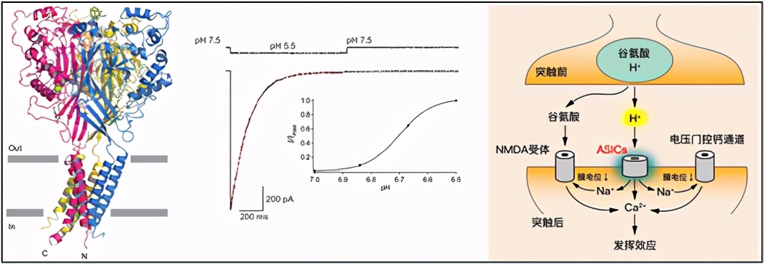 NB封面文章：一种非经典突触后膜受体的表面标记与可视化技术