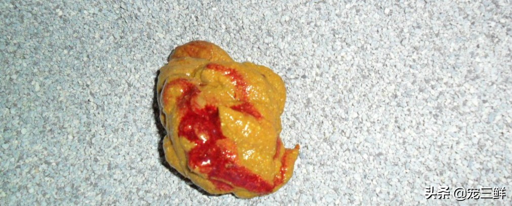 刨根问底：关于猫毛滴虫不可不知的秘密