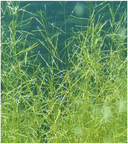 水草常见问题,常见鱼缸水草