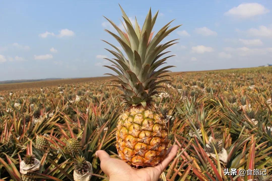 凤梨都不需要挑刺吗,凤梨不用挑刺吗