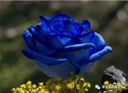 鑺卞崏钃濊壊濡栧К鎬曞ぉ鐑悧,钃濊壊濡栧К灞炰笉灞炰簬闇插ぉ鑺卞崏