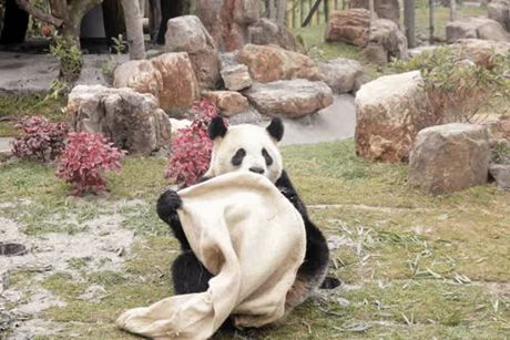 南通森林野生动物园门票团购双人,南通森林野生动物园门票活动团购